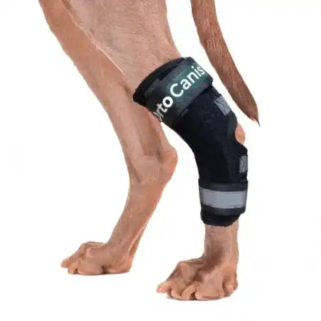 Sprunggelenkbandage mit Schienen für Hunde