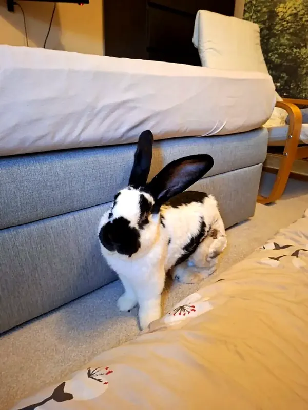 Hasi, ein schwarz-weiß geschecktes Kaninchen, sitzt im Wohnzimmer vor einem Sofa.