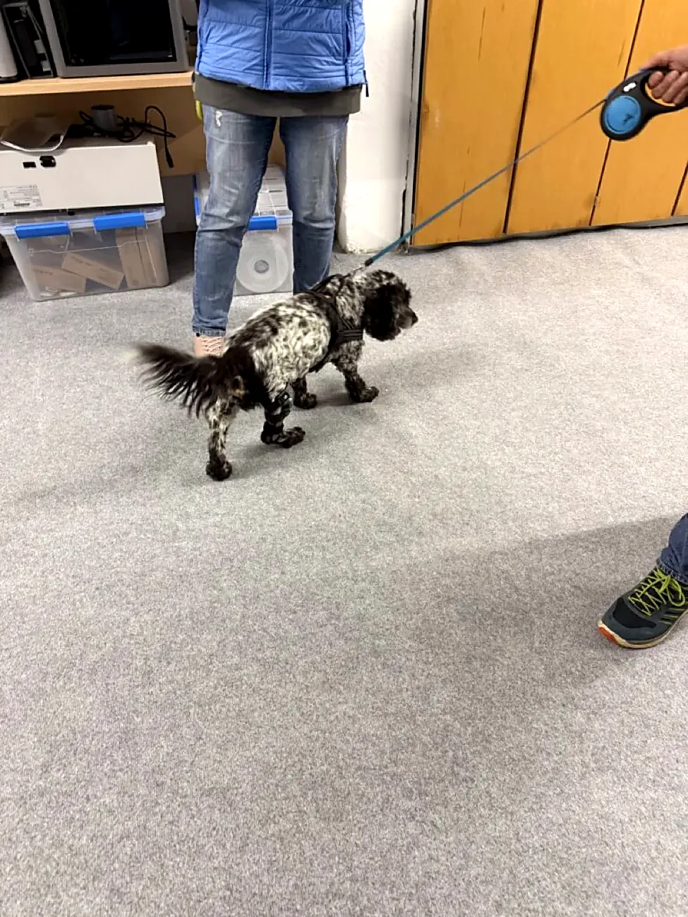 Mucki, ein gescheckter Hund, läuft mit Orthesen an den Hinterläufen durch die Werkstatt.