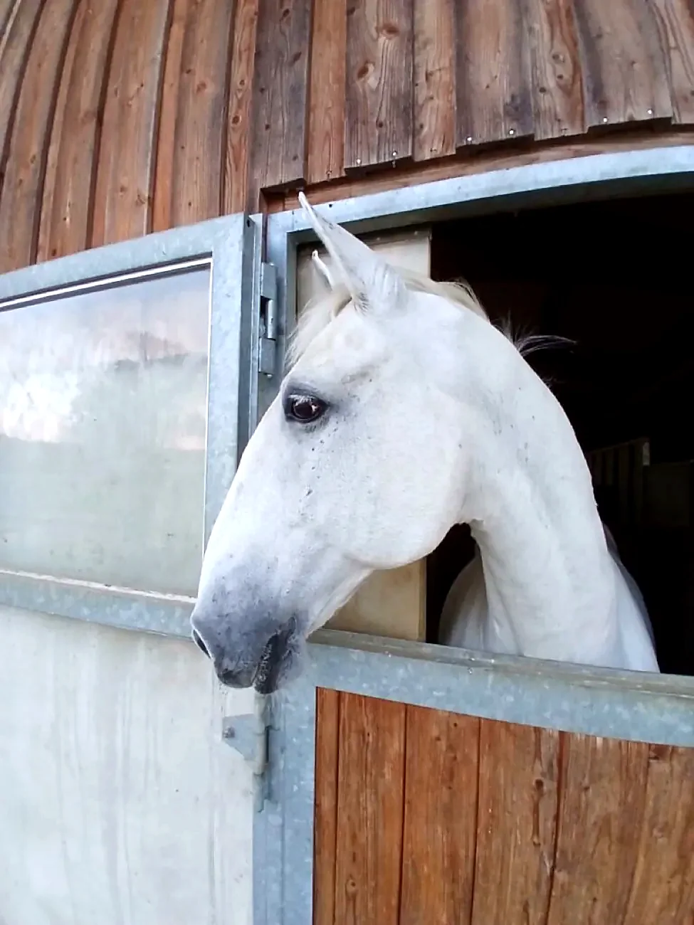 Das Pferd Royal schaut aus der geöffneten Boxentür seines Stalls.