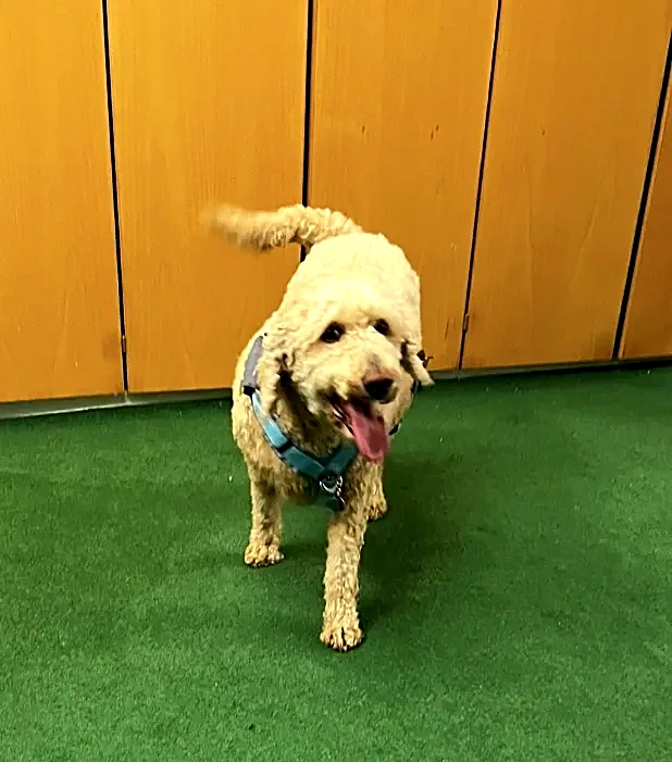 Hund mit Maßorthese in der Werkstatt