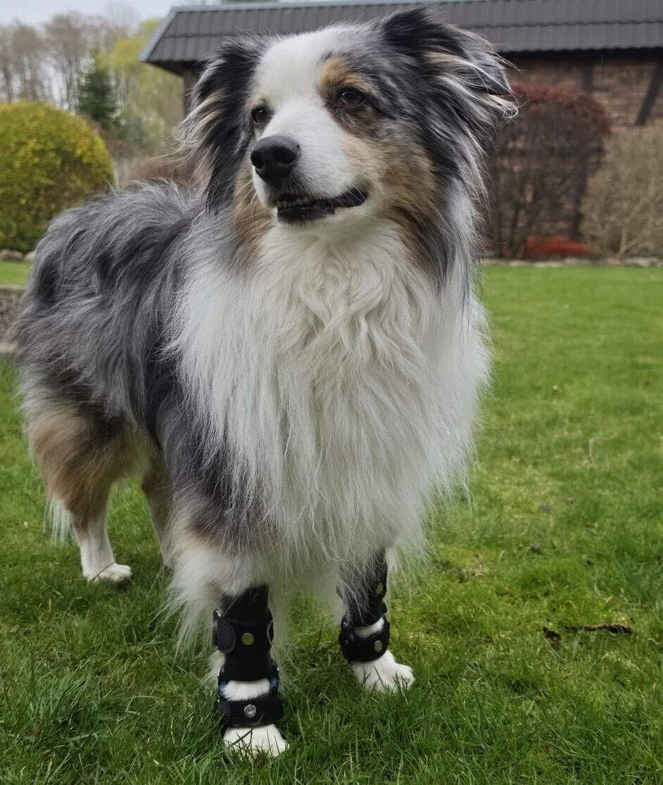 Australian Shepherd mit zwei Karpalorthesen, aufrecht stehend auf der Wiese.
