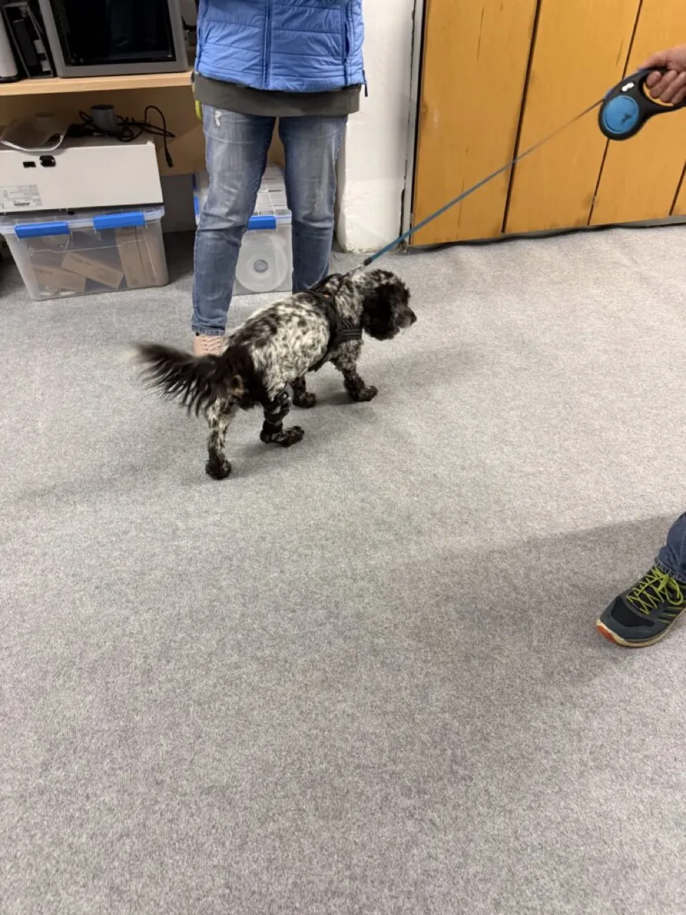 Mucki, ein gescheckter Hund, läuft mit Orthesen an den Hinterläufen durch die Werkstatt.