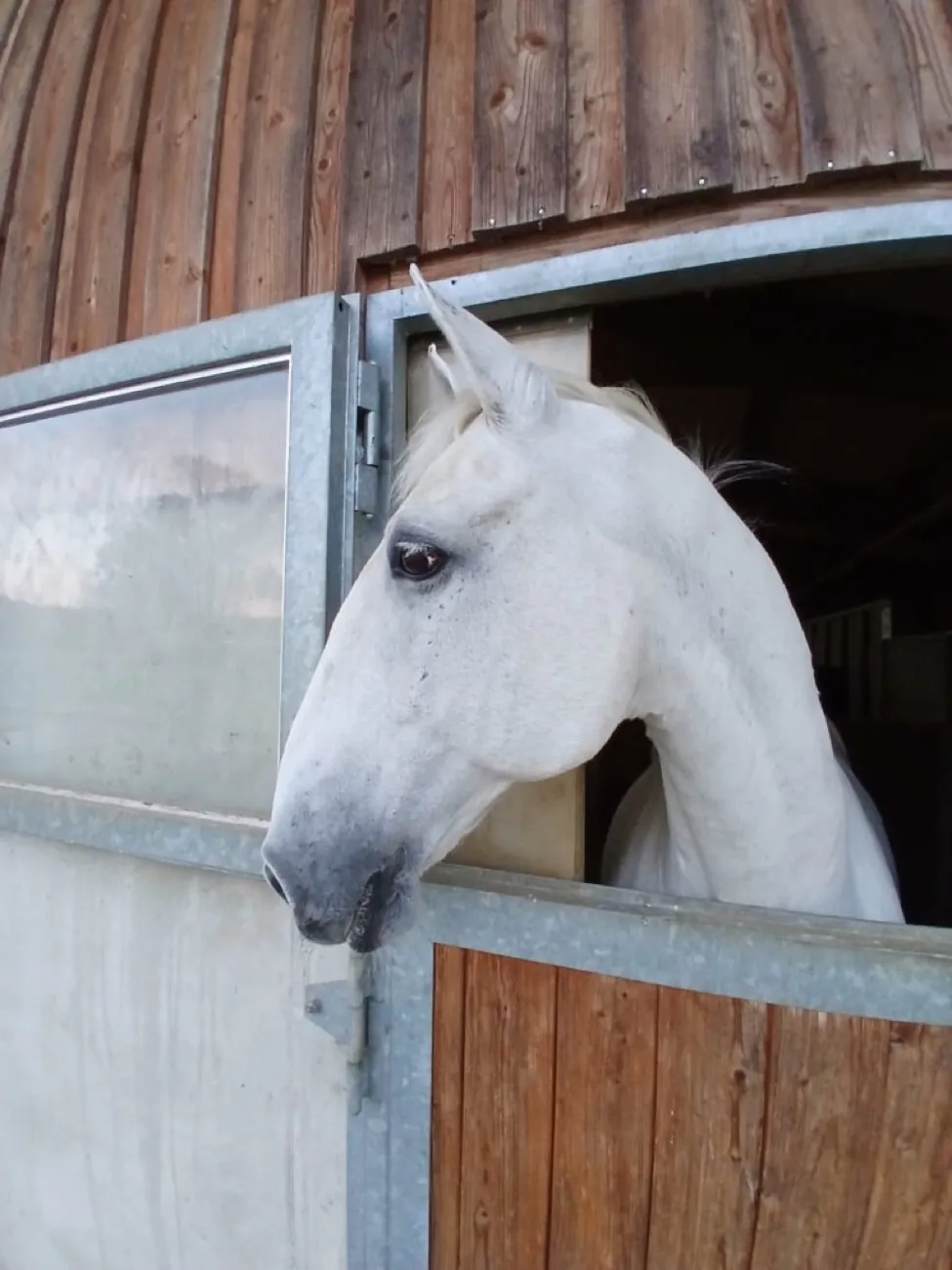 Das Pferd Royal schaut aus der geöffneten Boxentür seines Stalls.