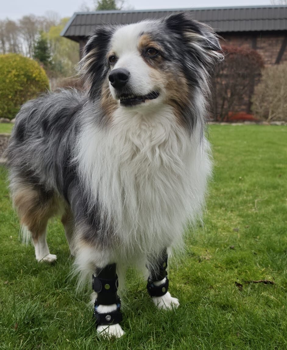 Hilfsmittel für Hunde — maßgefertigt aus Hamburg.