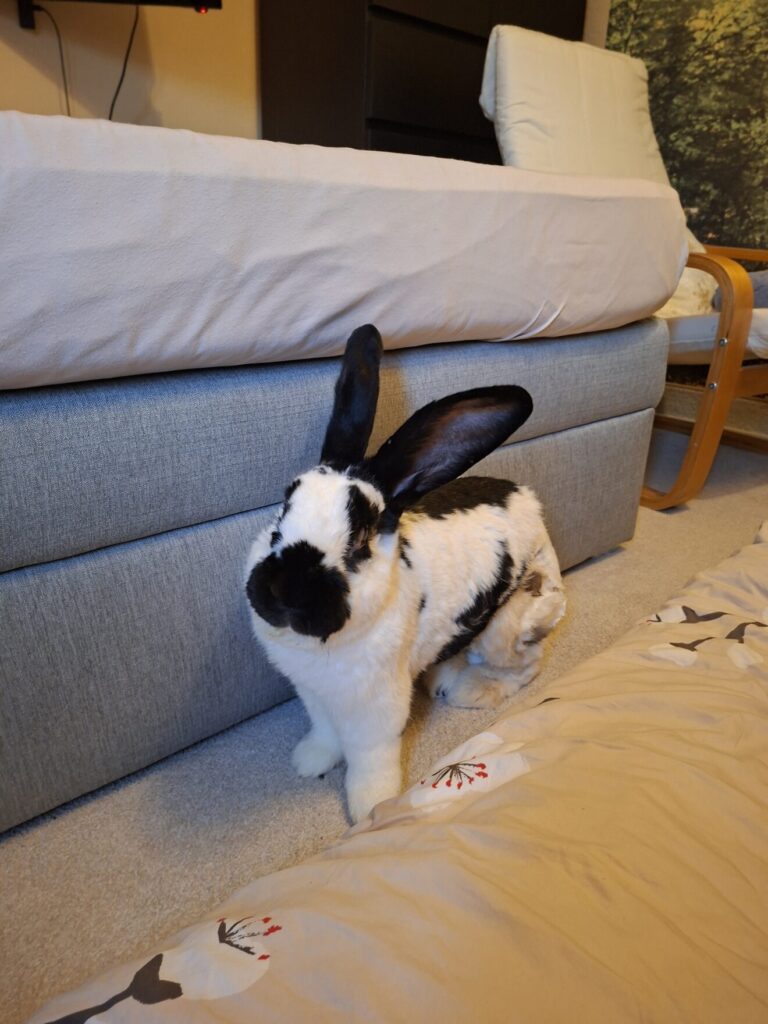 Hasi